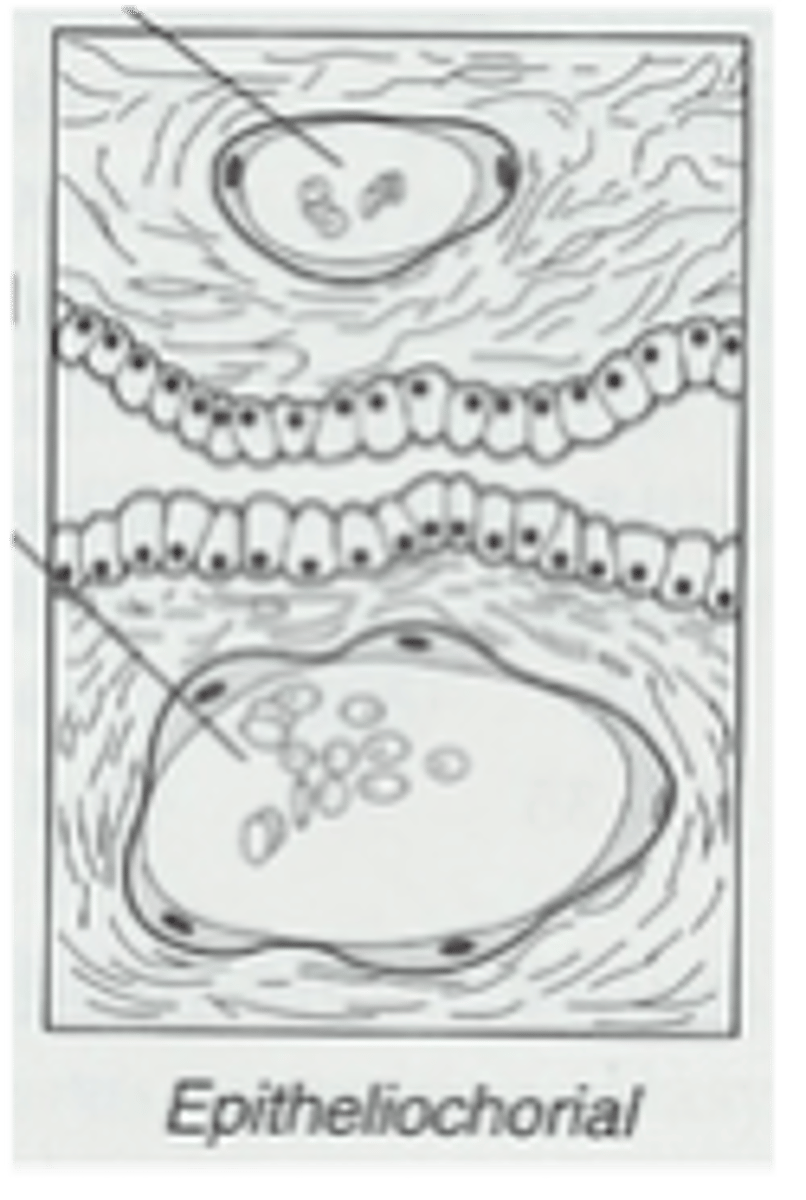 <p>Epithelial cells of chorion in contact with epithelial cells of uterus, villi in pockets in endometrium (most layers); e.g., lemurs, cetaceans, equids, suids</p>
