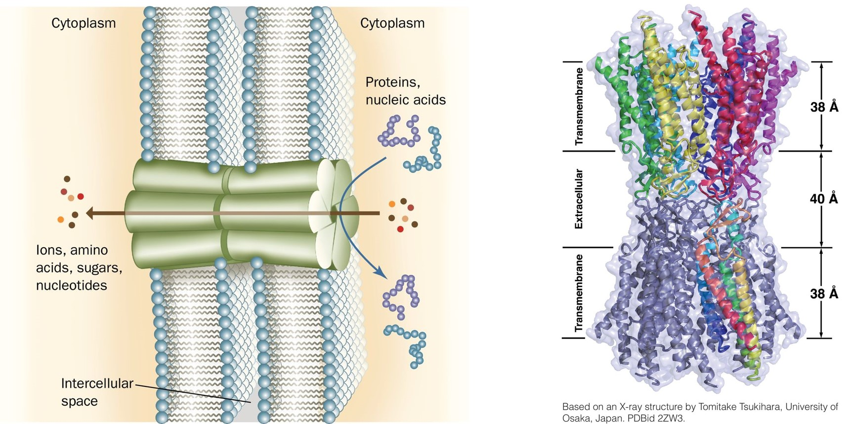 <ul><li><p>Tubular structure that are response for exchange of small molecules and ions between cells </p></li><li><p>They form intercellular channels</p></li></ul>