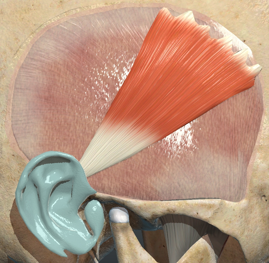 <p>What muscle is this?</p>
