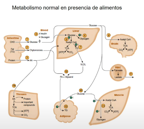 <p>Glucosa pasa a los tejidos y por acción de la insulina hace que la glucosa entre en los tejidos insulinadependientes (músculo y tejido adiposo)</p><p>Pasa a ser almacenada como triglicéridos o para ser degradada y formar energía en el musculo que e s lo que permite moverse</p><p></p><p><span style="color: #5f5eff"><strong>Insulina:</strong></span> hormona pancreática secretada por las células beta del pancreas. </p><p>BAJA LA GLUCOSA EN SANGRE</p>