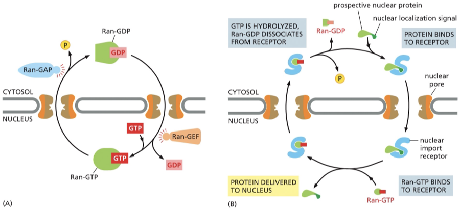 <ul><li><p>Two forms on RAN </p></li></ul><ol><li><p>molecule has GTP </p></li><li><p>molecule has GDP </p></li></ol><p></p><p>Figure 1 shows</p><p><strong>Ran GTP</strong> is present in high concentration in the nucleus </p><p><strong>Ran GDP</strong>= in the cytosol </p><p>Ran is converted from one form to the other with the help of accessory proteins that are found in different locations. </p><p><strong>Ran-GAP </strong>(GTPase- activating protein) =triggers GTP hydrolysis (removing a phosphate) — Ran- GAP is found exclusively in the cytosol —- converts Ran-GTP to Ran- GDP</p><p><strong>Ran- GEF </strong>(guanine nucleotide exchange factor)= t (importiin — found exclusively in the nucleus </p><p>Because these two proteins are <strong>in different locations</strong>, you get a <strong>gradient</strong>:</p><ul><li><p><strong>High Ran-GTP inside the nucleus</strong> (thanks to RanGEF)</p></li><li><p><strong>High Ran-GDP in the cytosol</strong> (thanks to RanGAP)</p></li></ul><p>That difference in concentration <strong>drives the direction</strong> of nuclear transport — it tells import and export receptors where to bind or release their cargo.</p><p>Figure 2:</p><p>Nuclear import receptor (importin) in the cytosol picks up a prospective nuclear protein by binding to the NLS of the nuclear protein and enters the nucleus </p><p>Encounters Ran-GTP — Ran GTP binds to the import receptor — causes a release the nuclear protein — cargo is released in the nucleus. (importin can only release cargo inside of the nucleus if it interacts with Ran-GTP)</p><p>the receptor still carrying Ran-GTP is transported back through the pore to the cytosol (Importin bound to Ran-GTP will exit the nucleus) </p><p>in the cytosol the interaction with RanGAP hydrolyzes its bound GTP —GDP</p><p>Ran GDP falls off the import receptor — which is then free to bind to another protein goin to the nucleus </p><ul><li><p>GDP has less affinity for the import receptor— dissociates— leaving receptor free to pick up another protein that needs to go to the nucleus </p></li><li><p>Ran GDP cant bind importin and release it back into the cytoplasm </p></li></ul><p></p>