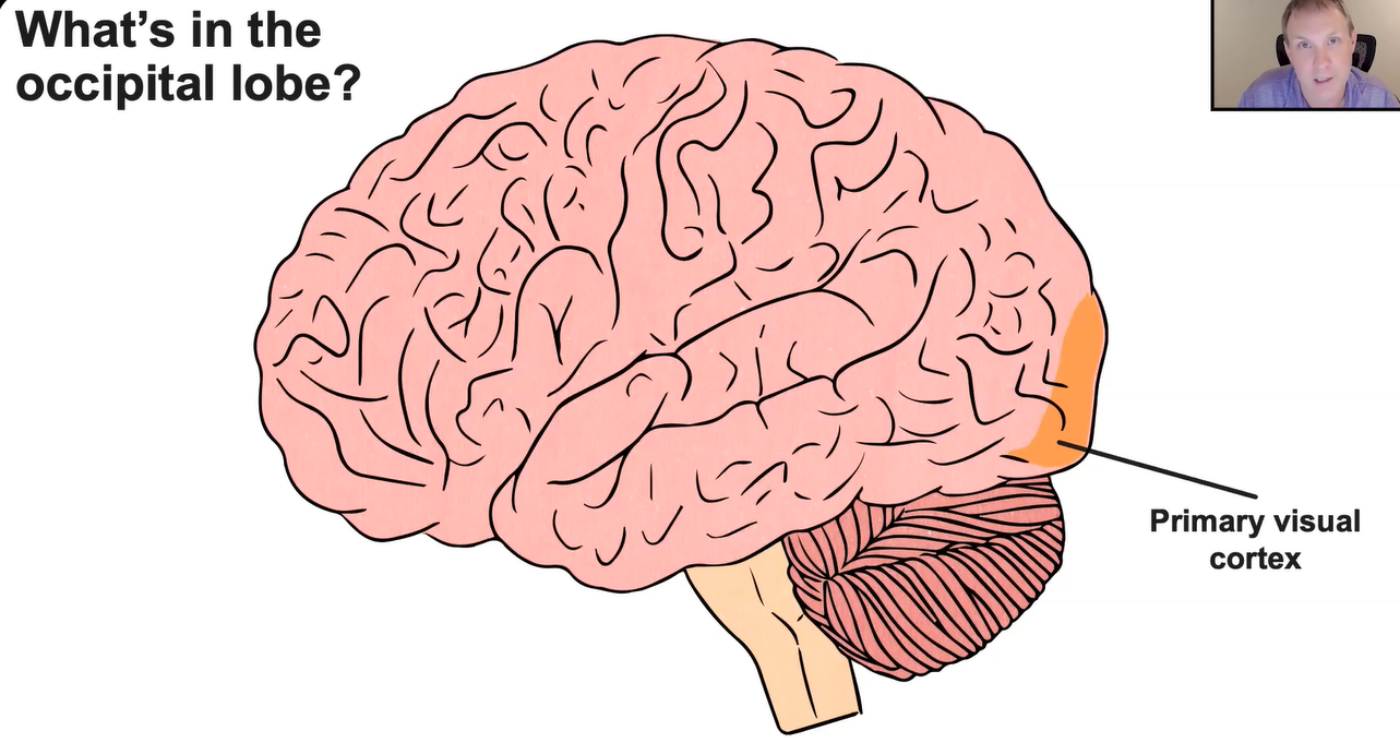 Occipital Lobe