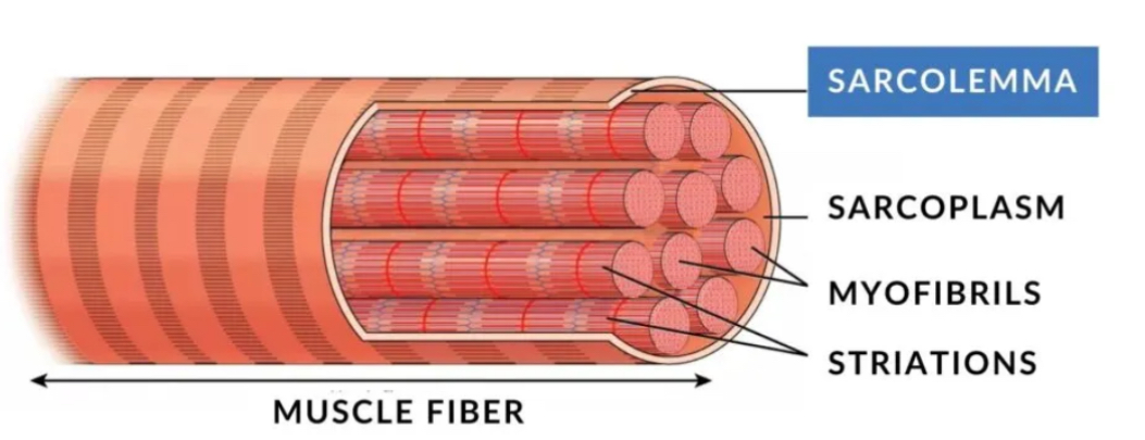<p>Sarcolemma- Outer mbn of muscle fiber as protective barrier</p>