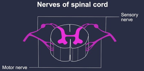 <p>each segment has a peripheral sensory nerve and a motor nerve for each side of the body. allowing the nervous system to communicate with the rest of the body.</p>