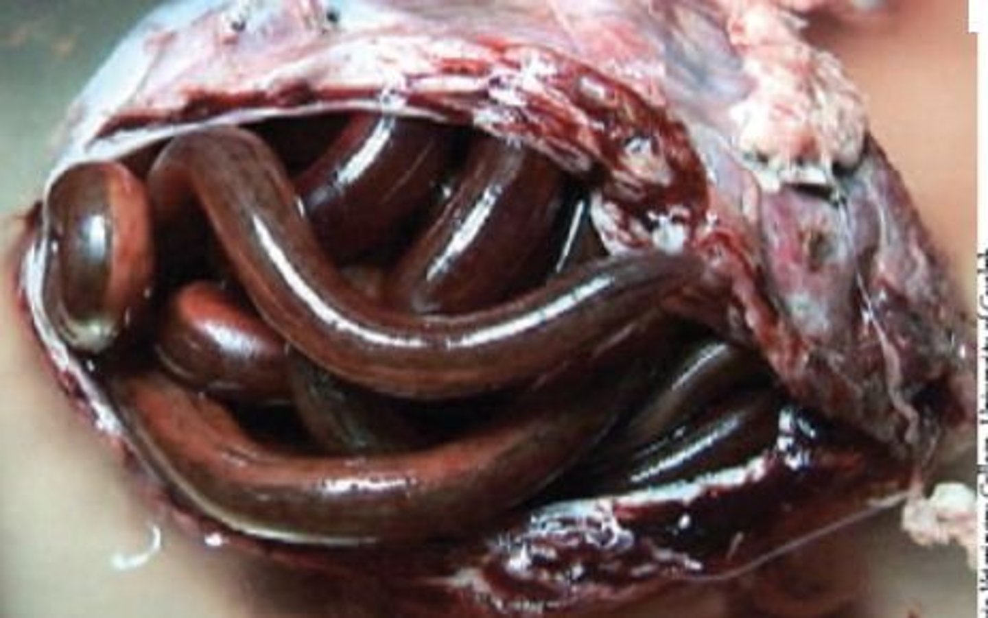 <p>This is the largest nematode in domesticated animals (100cm)</p>