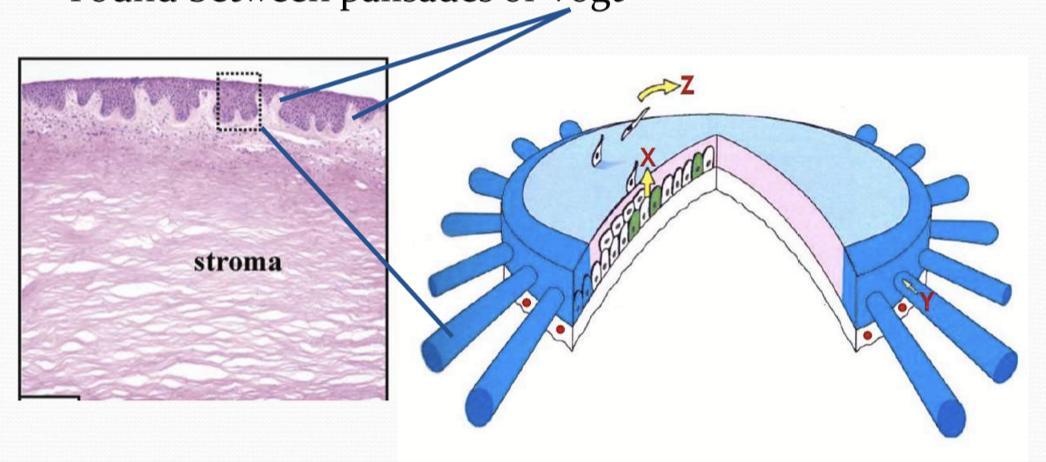 <p>In the limbal region of the cornea, between the palisades of Vogt.</p>