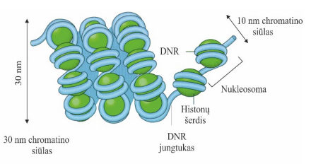 <p>Nukleosomas skiriantys tarpai esantys 10nm siūle (nukleosomų grandinėlėje)</p>