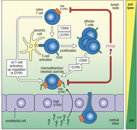<ul><li><p><strong>S1P</strong> (ligand) has high concentrations in lymph and blood, but scarce in LN due to <strong>S1P lyase</strong></p></li><li><p><strong>S1PR1 </strong>(receptor)<strong> </strong>is low on naive T cells when entering LN because receptor is downregulated by binding S1P in circulation</p></li><li><p>if T cell is not activated, S1PR1 increases and cell leaves through cortical sinus</p></li><li><p>S1PR1 is downregulated on T cells for several days after T cell activation, allowing cells to stay in LN</p></li><li><p>S1PR1 is upregulated as stimulation stops to promote egress</p></li></ul><p></p>