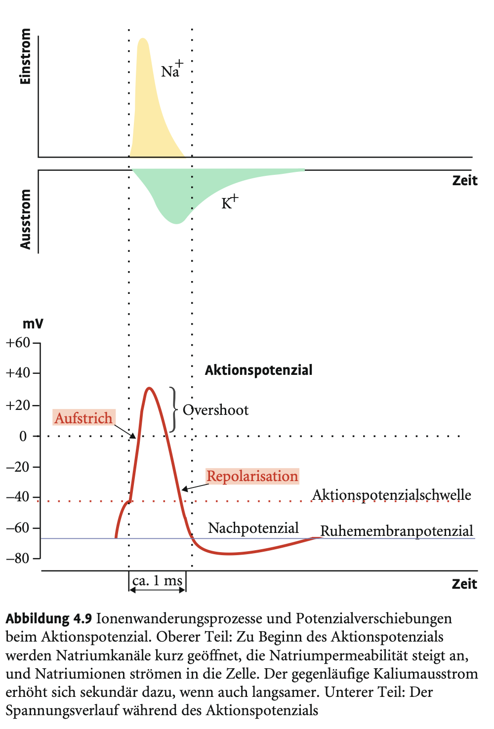 <p>Der Reiz muss (1) länger dauern als ein AP und (2) stark genug sein, um auch während der relativen Refraktärphase zu depolarisieren.</p>