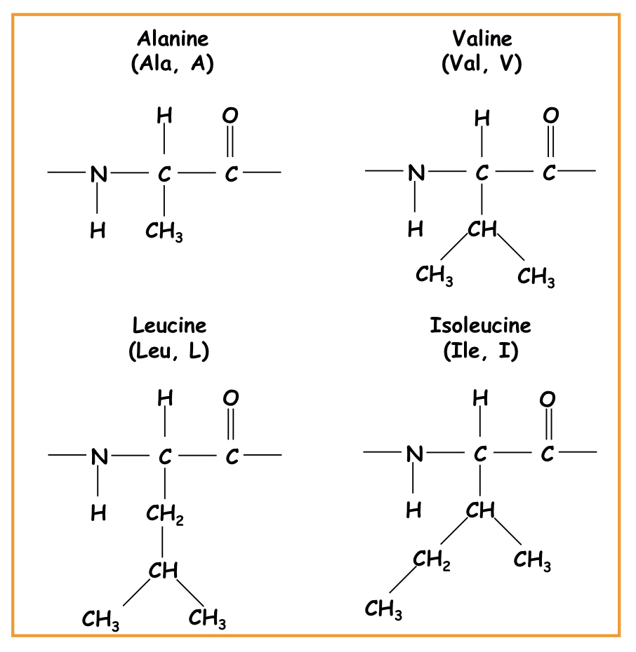Alanine, valine, leucine, isoleucine 