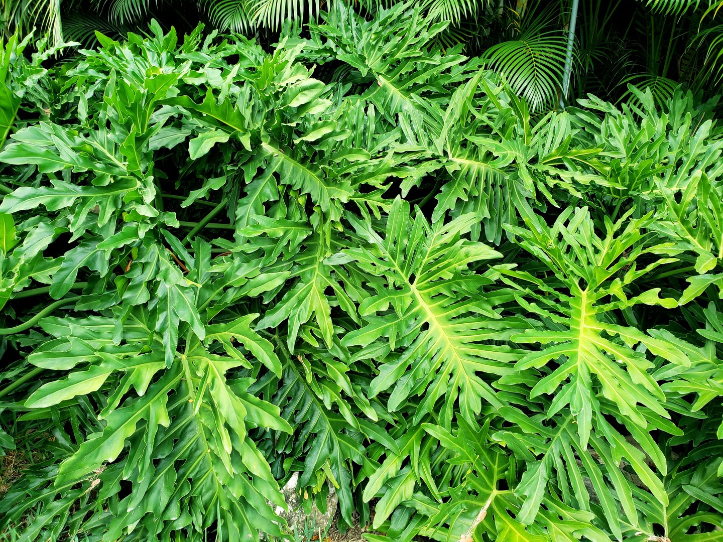 <p><span style="font-family: Inter, helvetica, arial, sans-serif">split-leaf philodendron, lacy tree philodendron, selloum, horsehead philodendron, guaimbé</span></p>