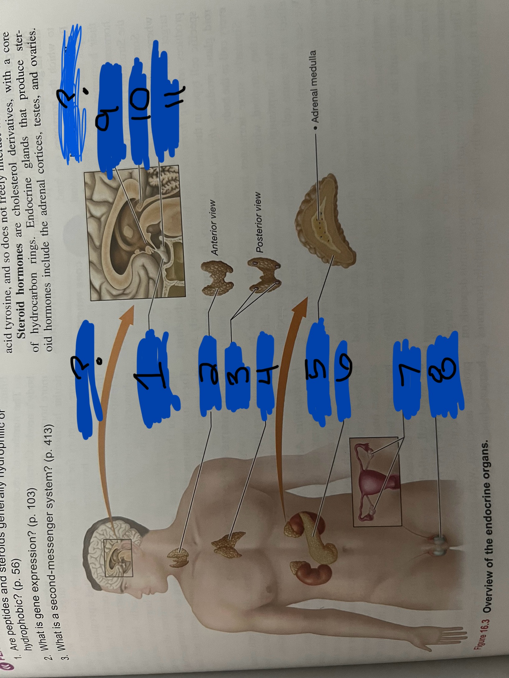 <p>Endocrine organs? Neuroendocrine organs?</p>
