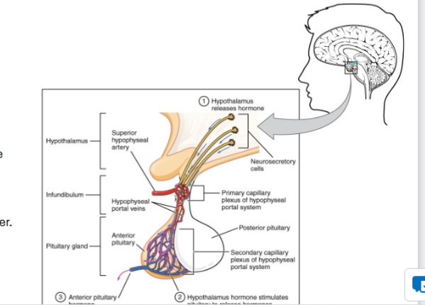 <ul><li><p><strong>Trophic</strong> Hormone<br><strong>• A hormone that stimulates the release of other hormones.</strong></p></li><li><p><strong>• Portal System<br>• Network of blood vessels that carries blood from one capillary bed to another.</strong><br>• Hepatic Portal System<br>• Hypothalamic-Hypophyseal Portal System</p></li></ul><p></p>