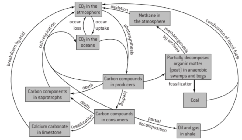 <ul><li><p><strong><span style="color: red">reef-building corals </span></strong>and<strong><span style="color: red"> Mollusca</span></strong> have hard parts </p><ul><li><p>composed of <strong><span style="color: green">calcium carbonate</span></strong></p></li></ul></li><li><p>can become <strong><span style="color: yellow">fossilized in limestone</span></strong></p></li></ul>