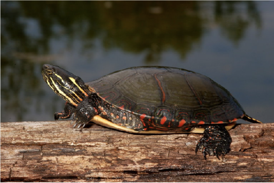 <p>Chrysemys picta marginata<br>midland painted turtle<br>Emydidae</p>