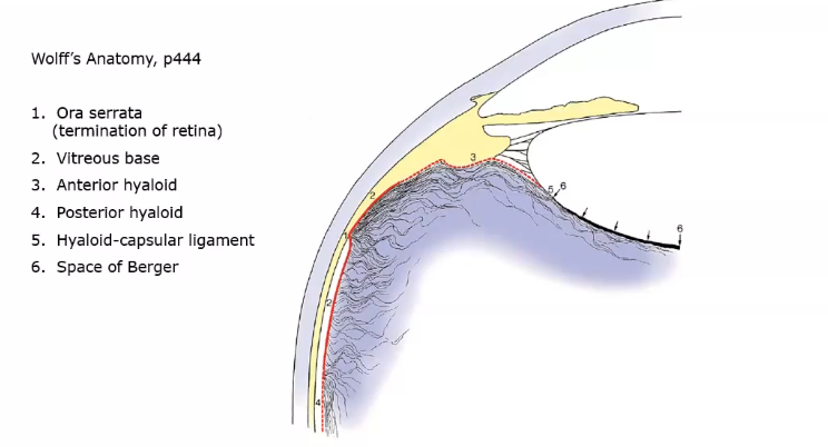 <p>vit base is attached to pars plana </p><p>ora serrata - where retina finishes </p><p>these are anterior attachmets of vitreous </p>