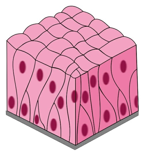 <p></p><p>A type of epithelial cell that has a single layer but appears stratified due to varying cell heights. They often contain cilia and are found in the respiratory tract, playing a role in secretion and movement of mucus. </p>