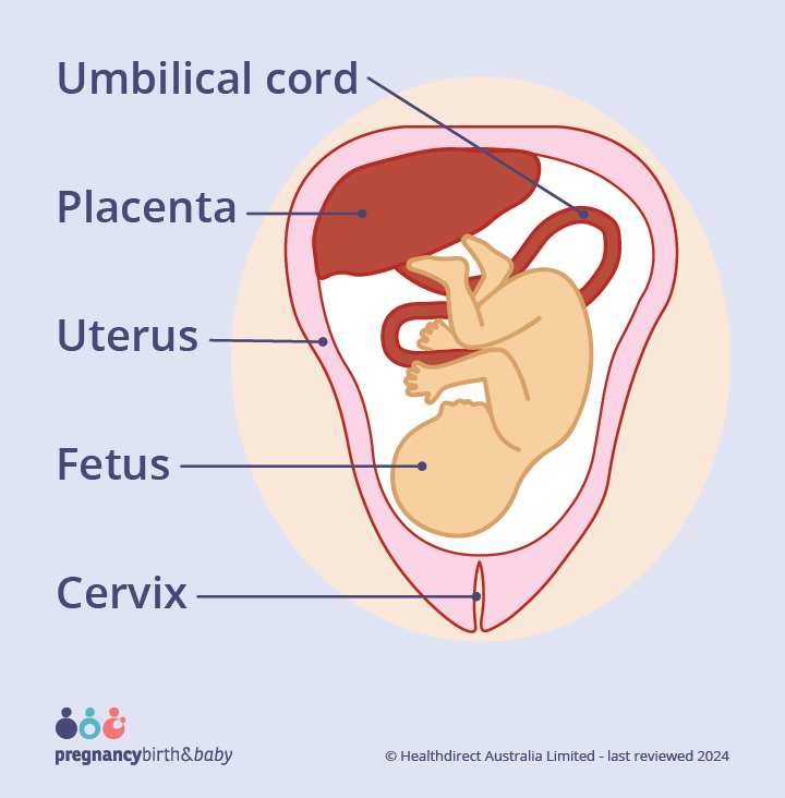 <p>Placenta</p>