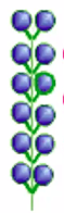 <p>major inflorescence axis, and the flowers are borne on pedicels that are all approximately the same length</p>
