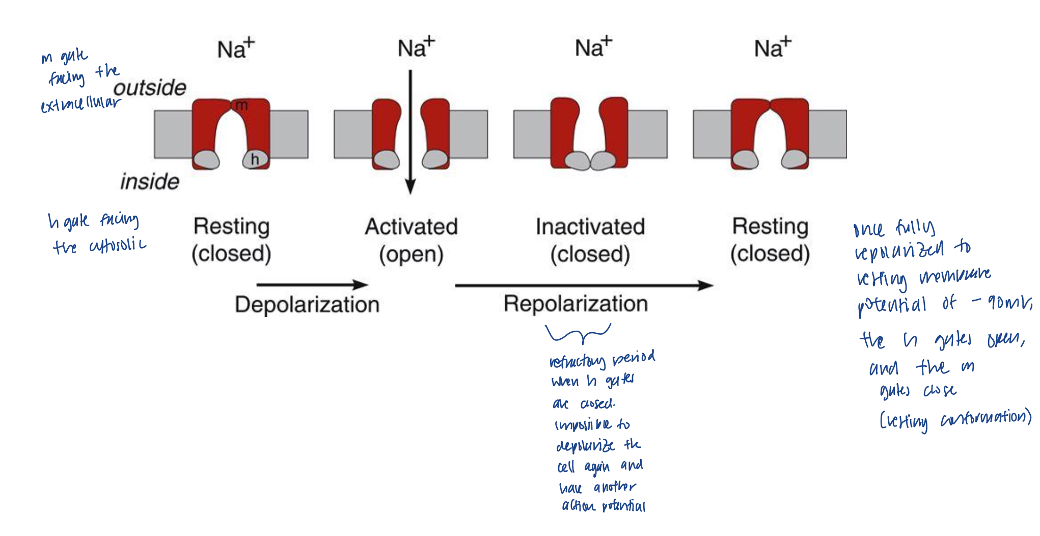 <ul><li><p>during the inactivated stage when h gate closes. this is when it is impossible to depolarize the cell again to have another depolarization</p></li></ul><p></p>