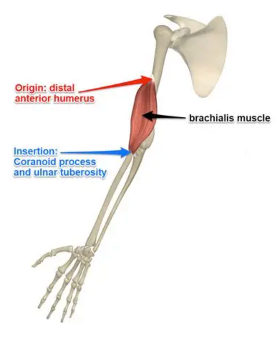 <p>Brachialis</p>