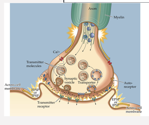 <p>Explain the Chemical Transmission Process</p>