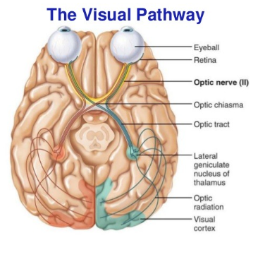 <p><strong><u>Vision (Mod 18)</u></strong></p><p>The multilayered structure that receives input from both eyes to build a representation of the contralateral visual hemifield. Allows us to be aware without being aware.</p>