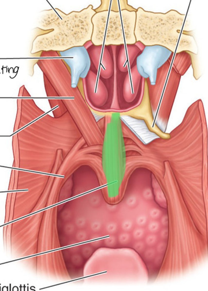 <p>Shortens uvula, pulls it superiorly</p><p>- Vagus Nerve</p>