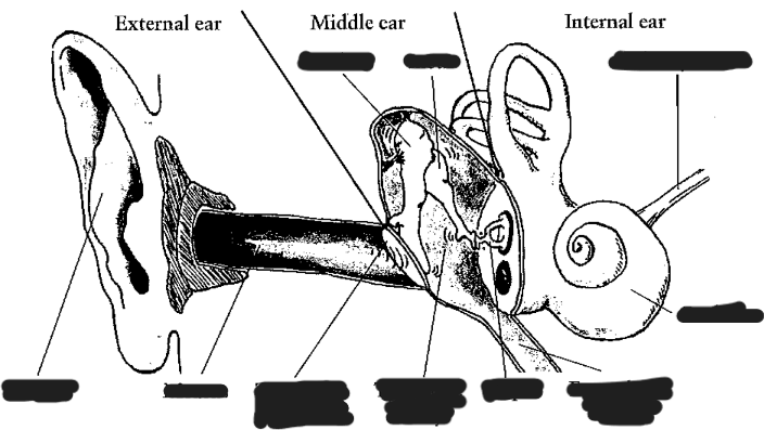 <p><strong><span style="color: red">**Label the ear structure</span></strong><span style="color: red">**</span></p>