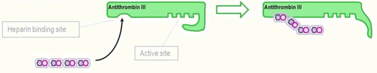 <ul><li><p>bnds reversibly to antirhombin III and enchances inactivation of thrombin and FXa</p><ul><li><p>activates antithrombin III by inducing a conformational change that opens up antithrombin III</p></li></ul></li><li><p>inhibits thrombosis (low dose)</p></li><li><p>prevents progression of existing clots (higher dose)</p></li><li><p>used in <strong>prophylaxis </strong>and treatment of <strong>venous thromboembolism</strong></p></li></ul><p></p>