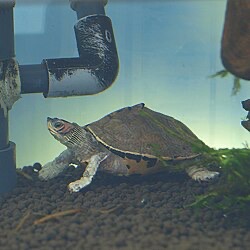 <p>Indian roofed turtle</p>