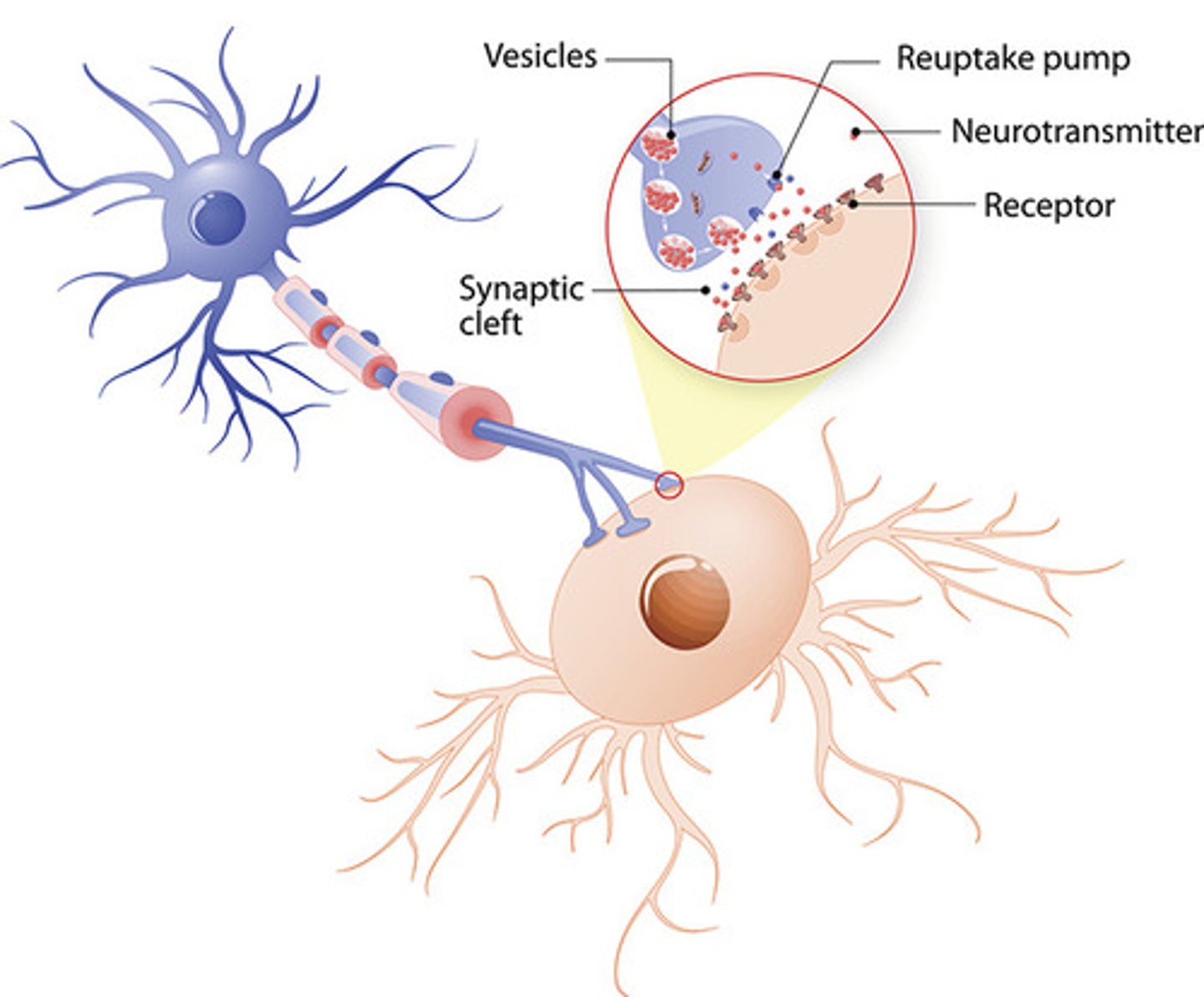 <p>Chemicals found within the nervous system that pass messages from one neuron to another across a synapse.</p>