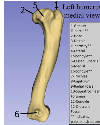 <p>Lesser tubercle</p>