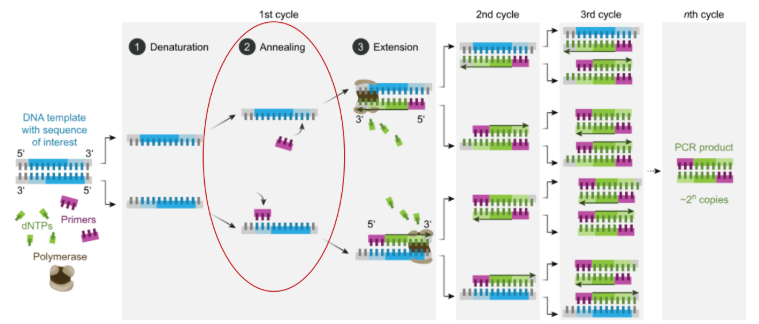 <p>change the identity of the primers such that they bind if the variant is present</p><ul><li><p>product changes based on the annealing of the primers</p></li><li><p>good for SNVs &amp; indels</p></li></ul><p></p>