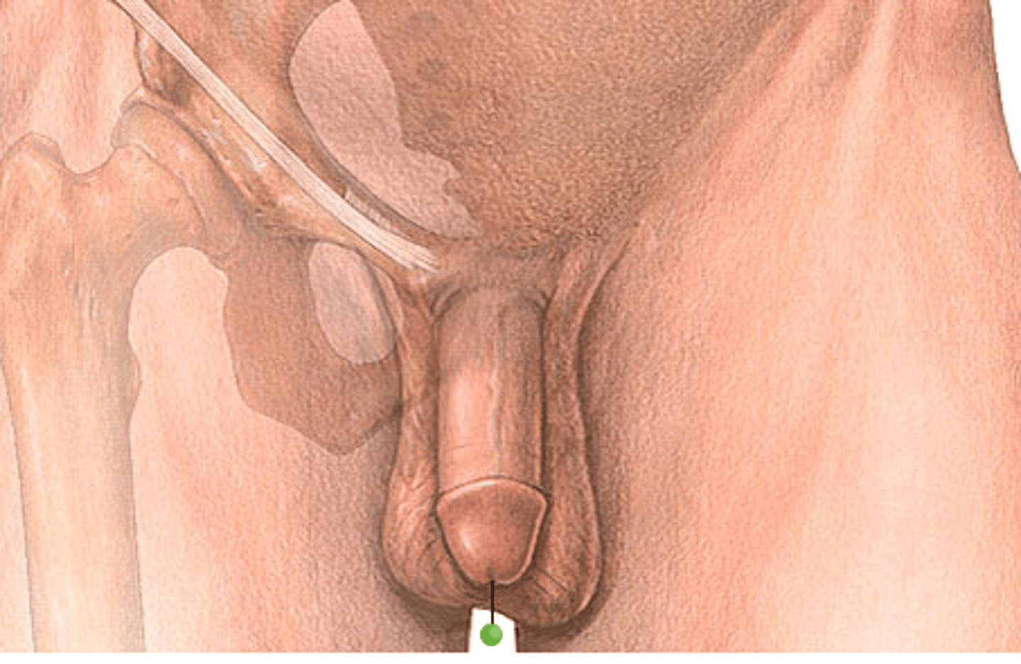 <p>external opening of the urethra</p>