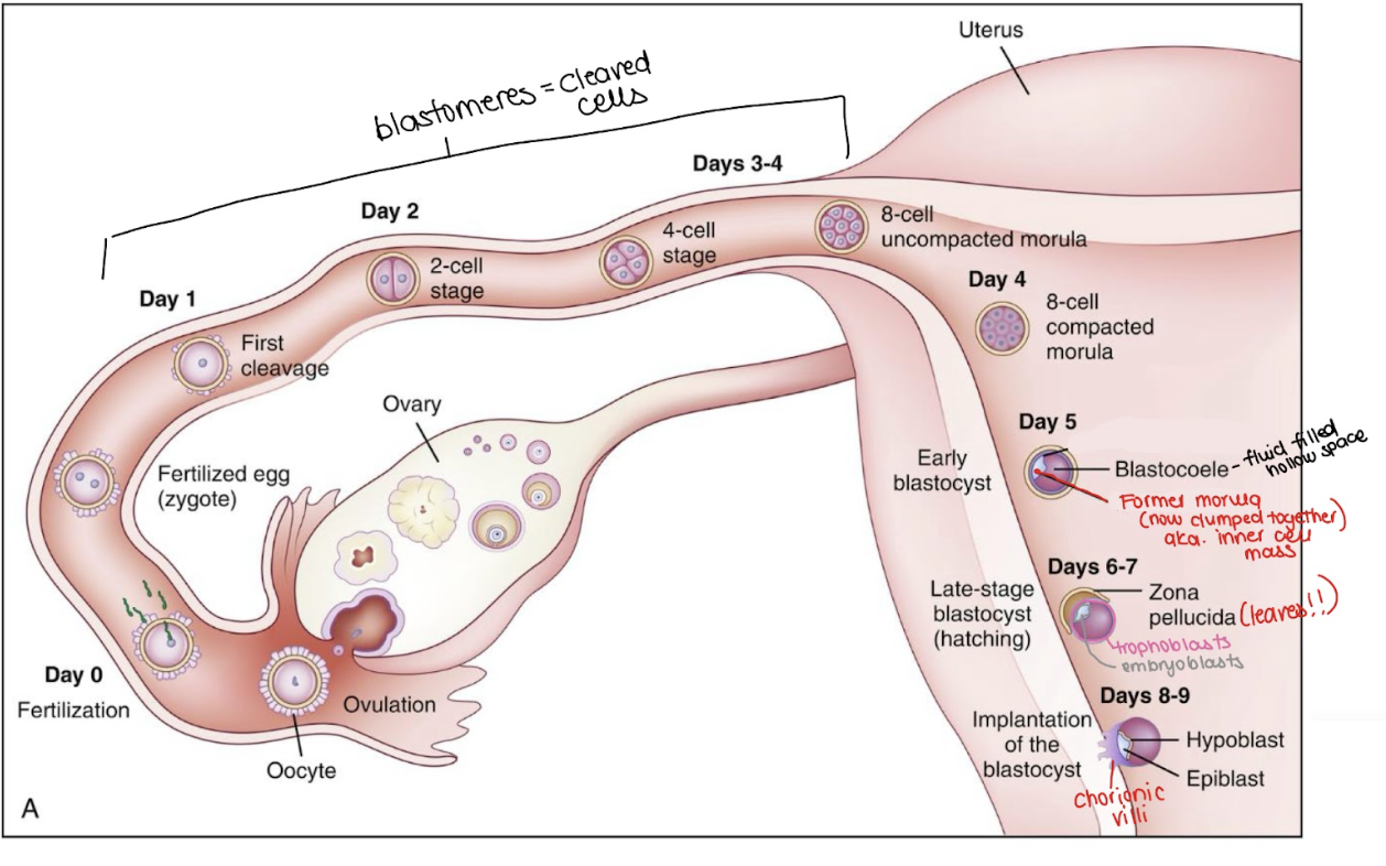 <ul><li><p>Around days 6-10</p></li><li><p><span style="background-color: transparent; font-family: "Times New Roman", serif;">The blastocyst attaches and embeds into the endometrium (uterine lining).</span></p></li><li><p><span style="background-color: transparent; font-family: "Times New Roman", serif;">Trophoblast cells secrete enzymes to help the blastocyst burrow into the endometrium.</span></p></li><li><p><span style="background-color: transparent; font-family: "Times New Roman", serif;">Chorionic villi (from the trophoblasts) form → finger-like projections that allow maternal-fetal exchange (oxygen, nutrients, waste).</span></p></li><li><p><span style="background-color: transparent; font-family: "Times New Roman", serif;">Some people may notice light spotting or cramping, which is normal.</span></p></li></ul><p></p>