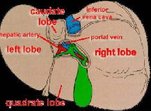 <ul><li><p>Small lobe on posteroSUPERIOR surface of LEFT lobe</p></li><li><p>Bounded by porta hepatitis, fossa for IVC, and ligamentum venosum.</p></li></ul><p></p>