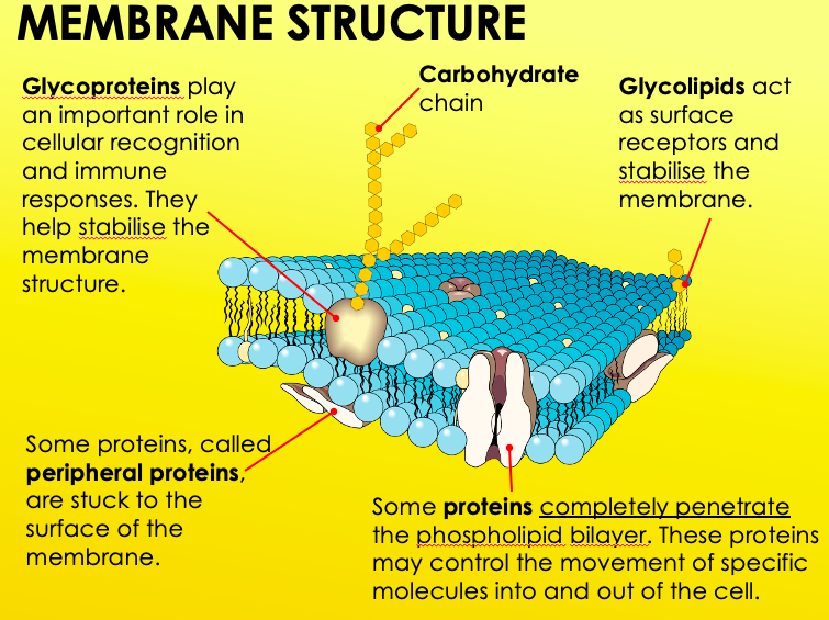 <p>Quite fluid, with proteins flowing within it. Glycoproteins, glycolipids, and cholesterol are also apart of membrane structure.</p>