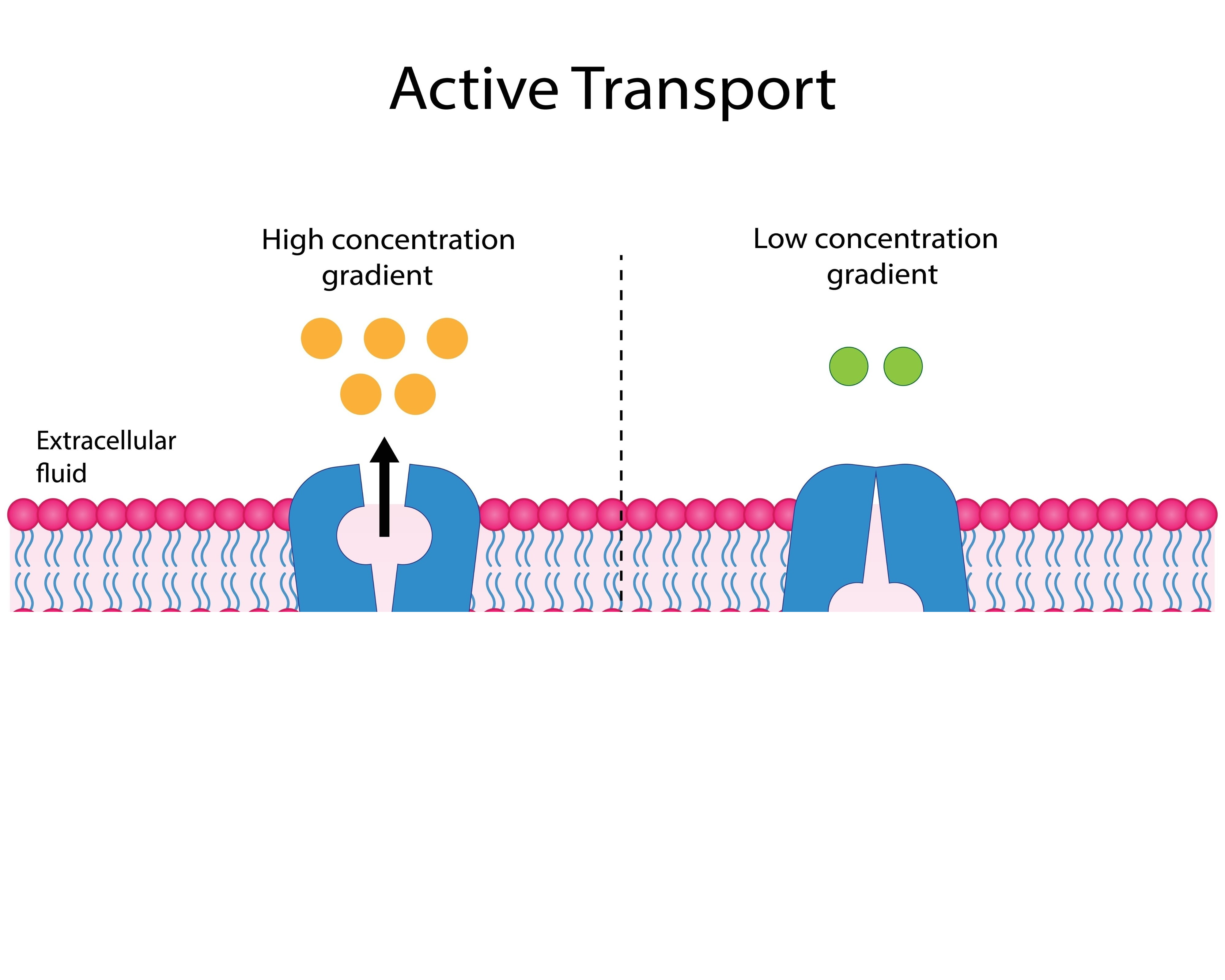 <p>the movement of particles [ions /molecules] through the cell membrane from the region of low concentration to a region of higher concentration against concentration gradient, using energy from respiration</p>