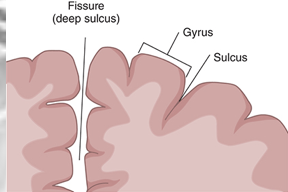 <ul><li><p>gyri</p></li><li><p>sulci</p></li><li><p>fissures (deep sulci)</p><ul><li><p>longitudinal </p></li><li><p>central sulcus (Rolandic fissure)</p></li><li><p>lateral sulcus (Sylvian fissure)</p></li></ul></li></ul><p></p>
