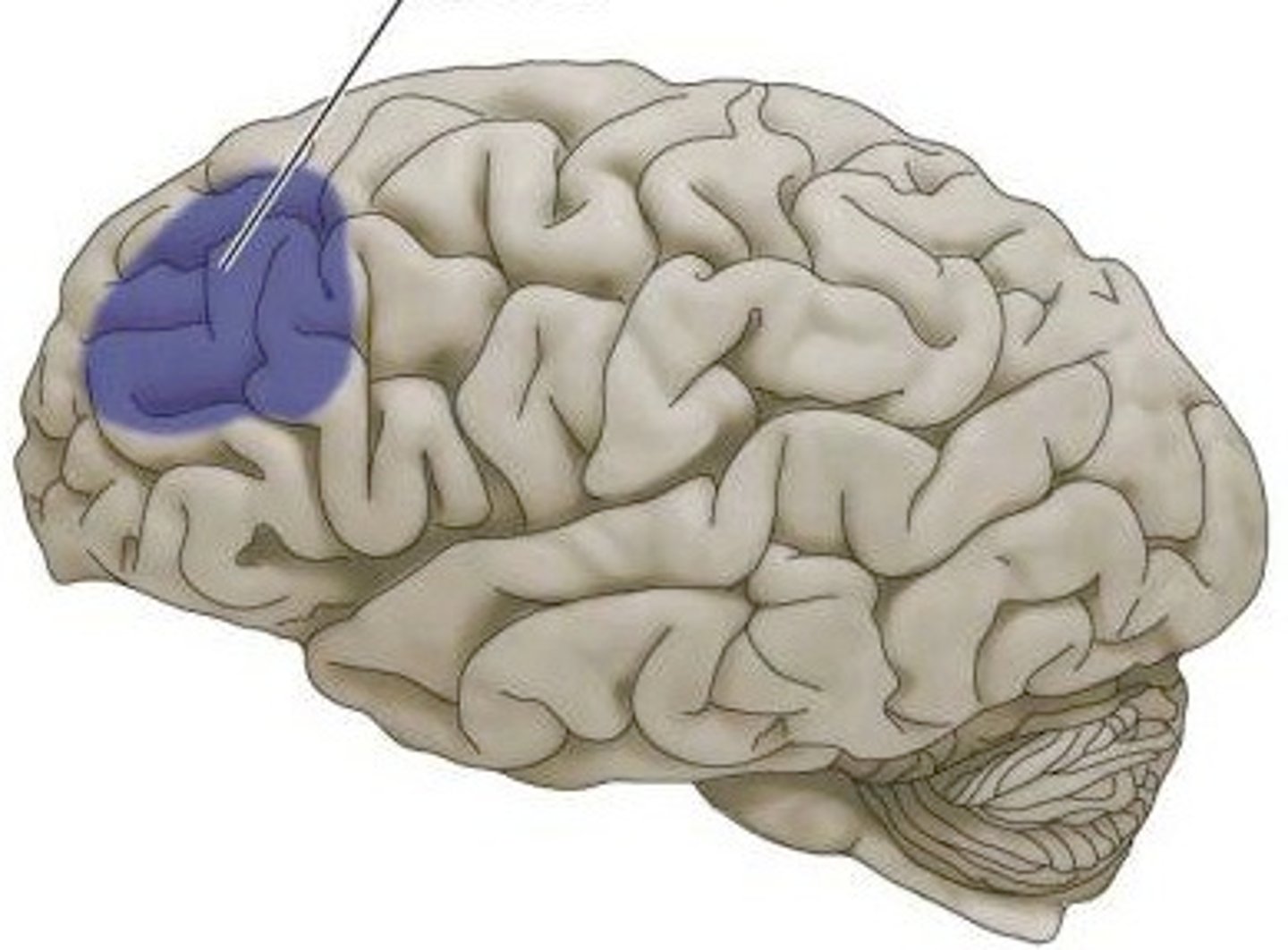 <p>Part of frontal lobe responsible for thinking, planning, and language</p>
