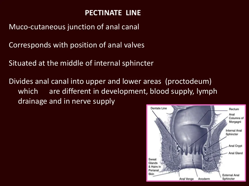 <p>C. pectinate line</p><p><strong>pectinate line</strong> (also known as the dentate line) is the key anatomical landmark that <u>divides the </u><strong><u>upper and lower parts of the anal canal</u></strong></p><p>have different lymphatic drainage patterns:</p><ul><li><p class=""><strong>Above the pectinate line:</strong> Lymph drains into the <strong>pararectal nodes</strong> and then to the <strong>internal iliac nodes</strong>.</p></li><li><p class=""><strong>Below the pectinate line:</strong> Lymph drains into the <strong>superficial inguinal nodes</strong>.</p></li></ul><p class=""></p>