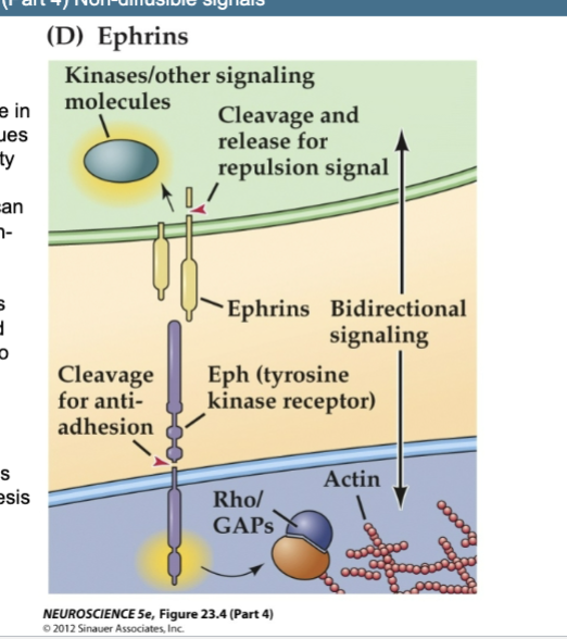 <p>Figure 23.4- Several families of ligands and receptors constitute the major classes of axon<br>guidance molecules (Part 1) – Non-diffusible signals</p><p>Ephrins </p>