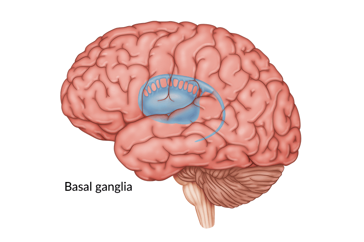 <p>Nucleus Accumbus (Apart of the Basal Ganglia)</p>