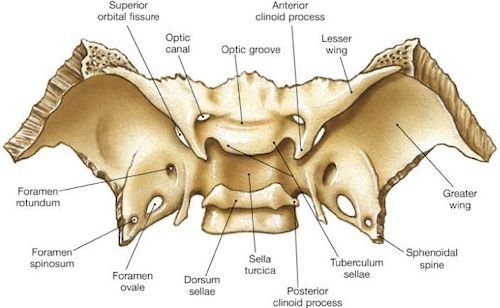 <p>Middle part of skull base; cranial floor, posterior and slightly superior to nasal cavity, connects with frontal bone, temporal bones, occipital bone</p><p>Sphenoid sinus: Drains into nasal cavity</p><p>Sella Turcica: Houses pituitary gland</p><p>Greater wingsL Floor and walls of cranium</p><p>Lesser wings: part of floor and posterior part of orbit</p><p>Optic canal: For optic nerve and ophthalmic artery</p><p>Pterygoid Process: Muscle of mandible</p>