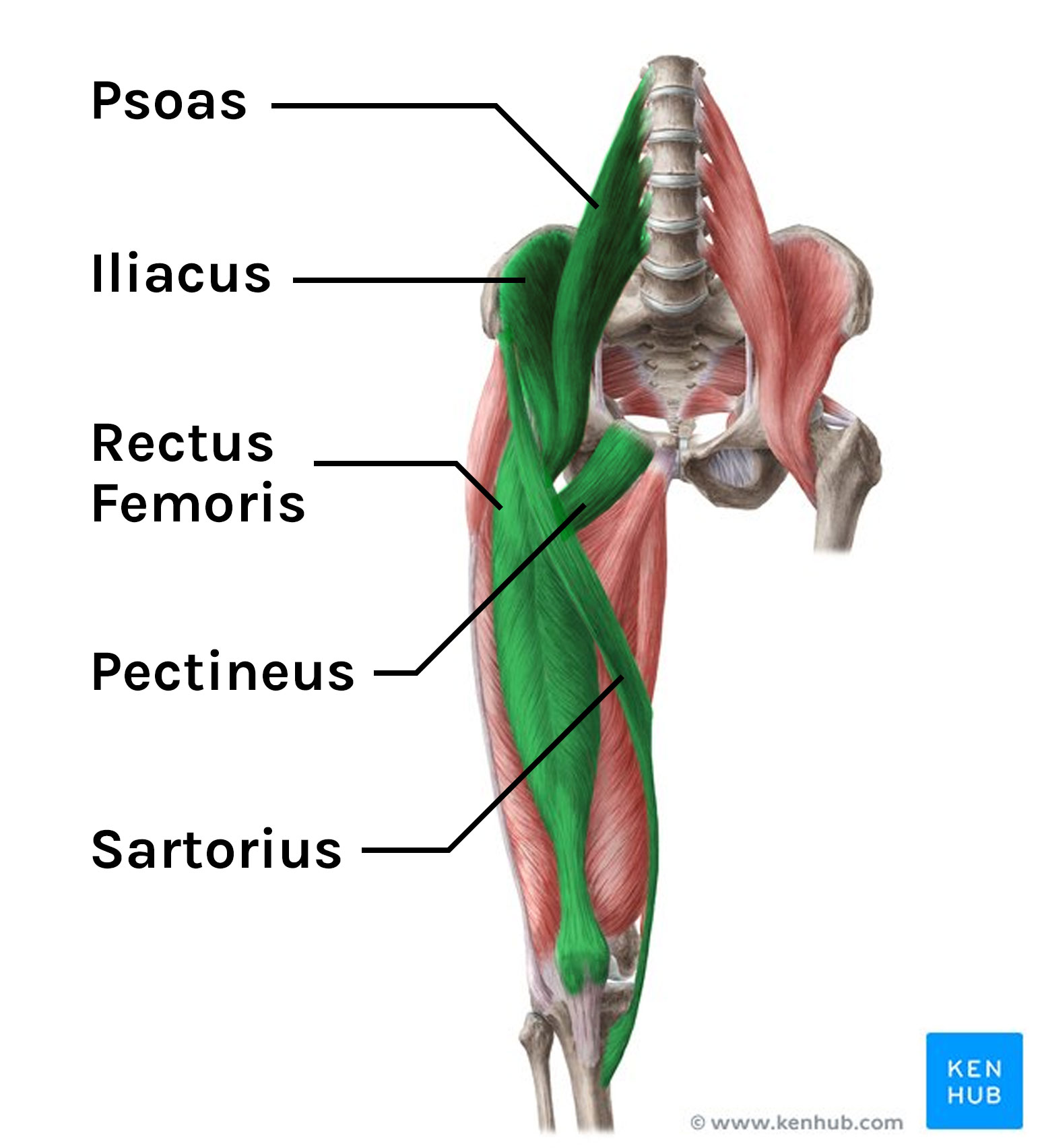 <ul><li><p>hip flexors (iliacus, psoas)</p></li><li><p>pectineus</p></li><li><p>rectus femoris</p></li><li><p>sartorius</p></li></ul><p></p>