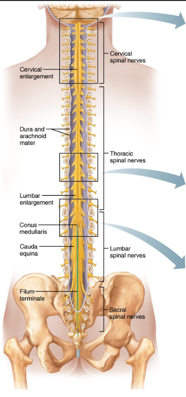 <p>- Begins at foramen magnum and ends at 1st lumbar vertebra</p><p>- Divided into cervical, thoracic, lumbar, and sacral regions</p><p>- Gives rise to <strong>31 pairs</strong> of spinal nerves</p>
