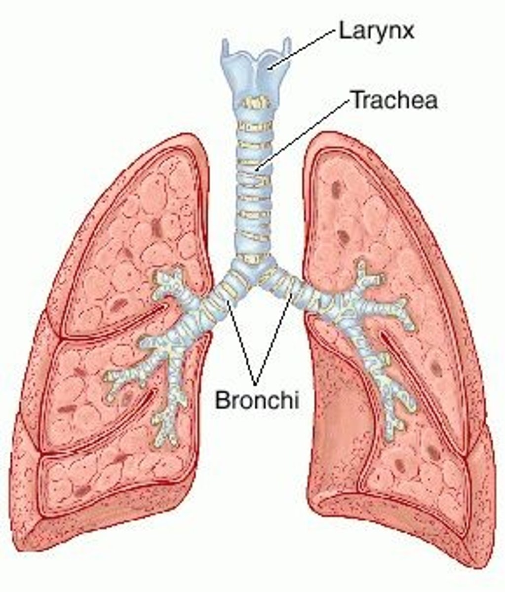 <p>Structure:</p><p>1. Joins larynx to two primary bronchi.</p><p>2. Wall have c-shaped cartilage rings.</p><p>Function:</p><p>1. Carries air into and out of the lungs.</p><p>2. Holds the airways open to maintain constant airflow.</p>