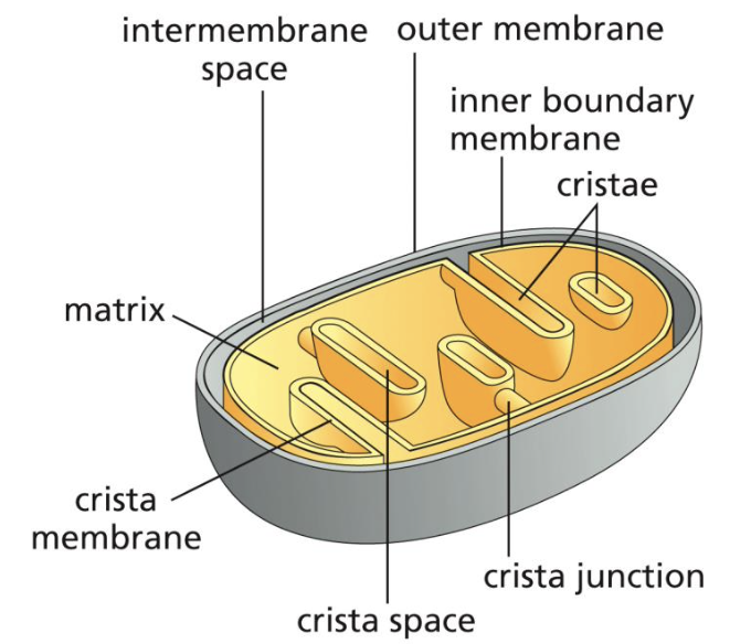 <p>the membrane where the IMM runs parallel to the OMM</p>