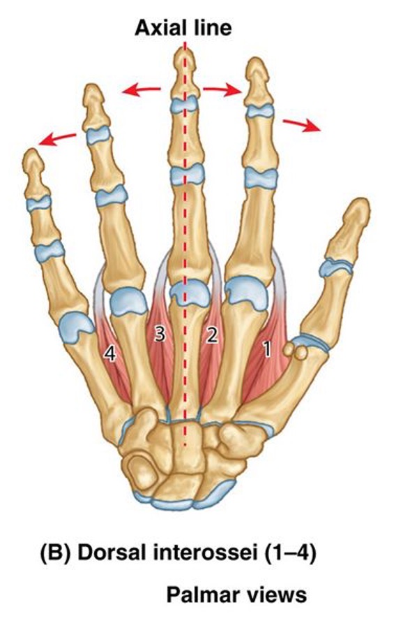 <p><strong>origin:</strong> adjacent sides of metacarpal </p><p><strong>insertion:</strong> base of proximal phalanges; extensor expansions of 2-4 fingers</p><p><strong>action:</strong> abduct 2-4 fingers from axial line, act with lumbricals in flexing MCP joints and extending IP joints</p>